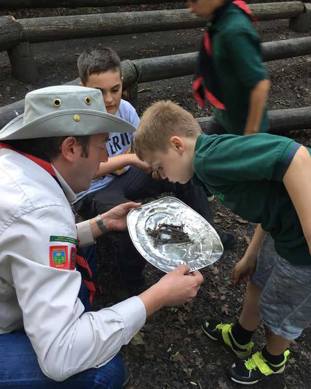 cubs looking at plate and twigs